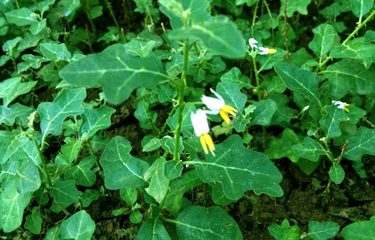 Cà Gai Leo (Solanum procumbens L.)